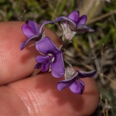 Swainsona sericea (Silky Swainson-Pea) at Bredbo, NSW - 30 Oct 2024 by AlisonMilton