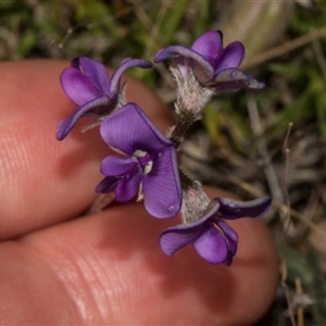 Swainsona sericea at Bredbo, NSW - 30 Oct 2024 10:14 AM