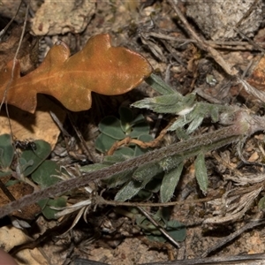 Swainsona sericea at Bredbo, NSW - 30 Oct 2024