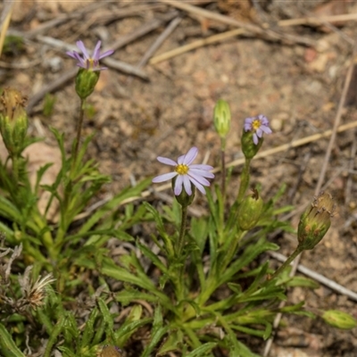 Vittadinia muelleri (Narrow-leafed New Holland Daisy) at Bredbo, NSW - 29 Oct 2024 by AlisonMilton