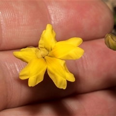 Goodenia hederacea (Ivy Goodenia) at Bredbo, NSW - 29 Oct 2024 by AlisonMilton