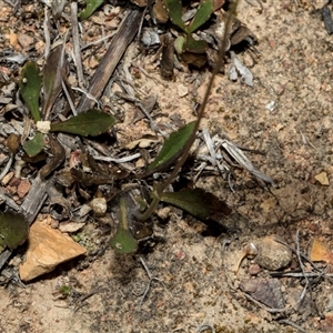 Goodenia hederacea at Bredbo, NSW - 30 Oct 2024 10:12 AM