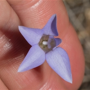 Wahlenbergia capillaris at Bredbo, NSW - 30 Oct 2024