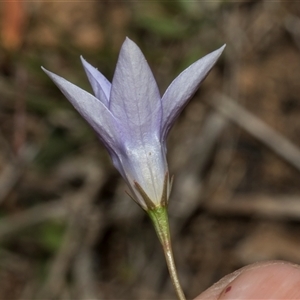 Wahlenbergia capillaris at Bredbo, NSW - 30 Oct 2024