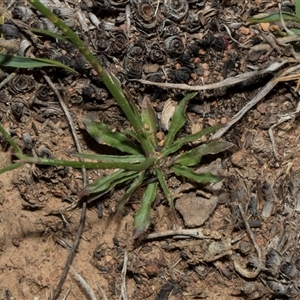 Wahlenbergia capillaris at Bredbo, NSW - 30 Oct 2024