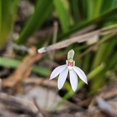 Caladenia carnea (Pink Fingers) at Tennent, ACT - 31 Oct 2024 by BethanyDunne