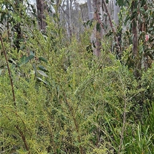 Ozothamnus thyrsoideus at Tennent, ACT - 31 Oct 2024 01:52 PM