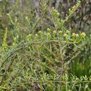 Ozothamnus thyrsoideus at Tennent, ACT - 31 Oct 2024 01:52 PM