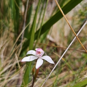 Caladenia alpina at Tennent, ACT - suppressed