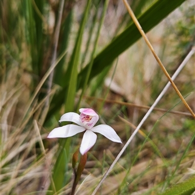 Caladenia alpina (Mountain Caps) at Tennent, ACT - 31 Oct 2024 by BethanyDunne