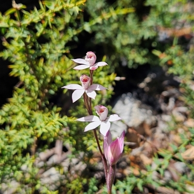 Caladenia alpina (Mountain Caps) at Tennent, ACT - 31 Oct 2024 by BethanyDunne