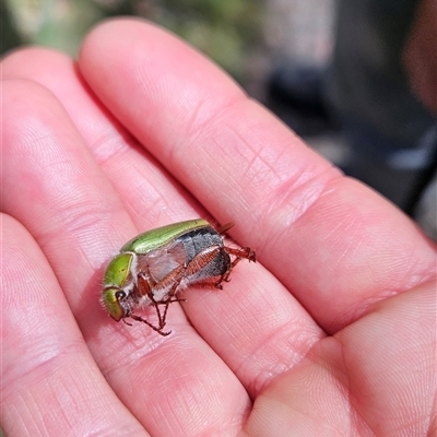 Xylonichus eucalypti (Green cockchafer beetle) at Cotter River, ACT - 31 Oct 2024 by BethanyDunne