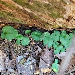 Corysanthes sp. (A Helmet Orchid) at Uriarra Village, ACT by BethanyDunne