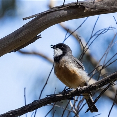 Pachycephala rufiventris (Rufous Whistler) at Bundanoon, NSW - 29 Oct 2024 by NigeHartley