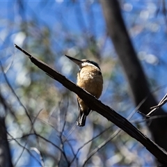 Todiramphus sanctus (Sacred Kingfisher) at Bundanoon, NSW - 30 Oct 2024 by NigeHartley