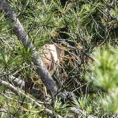 Nycticorax caledonicus (Nankeen Night-Heron) at Penrose, NSW - 16 Oct 2024 by NigeHartley