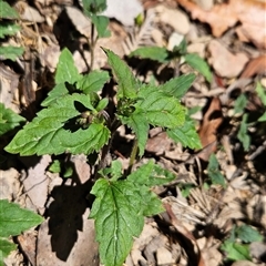 Veronica grosseserrata (A Speedwell) at Uriarra Village, ACT - 30 Oct 2024 by BethanyDunne