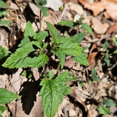 Veronica grosseserrata (A Speedwell) at Uriarra Village, ACT - 30 Oct 2024 by BethanyDunne