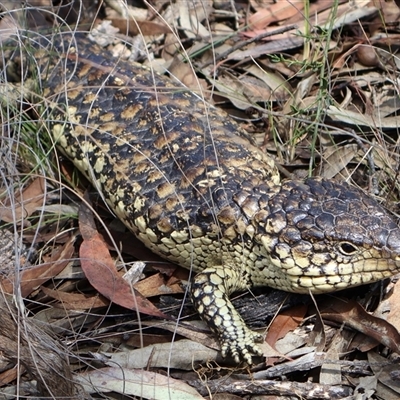 Tiliqua rugosa at Rushworth, VIC - 31 Oct 2024 by Clarel