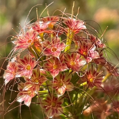 Unidentified Other Shrub at Wangaratta South, VIC - 31 Oct 2024 by Clarel