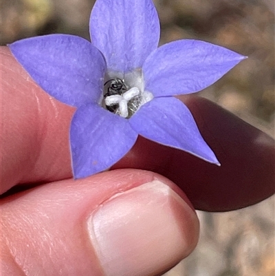 Wahlenbergia sp. at Wangaratta South, VIC - 31 Oct 2024 by Clarel