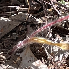 Caladenia tentaculata at Wangaratta South, VIC - suppressed