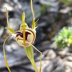 Caladenia tentaculata at Wangaratta South, VIC - suppressed
