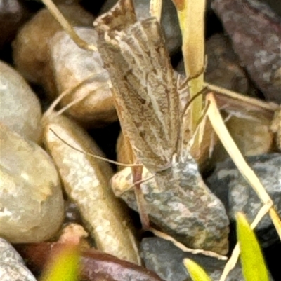 Culladia cuneiferellus (Crambinae moth) at Aranda, ACT - 30 Oct 2024 by Jubeyjubes