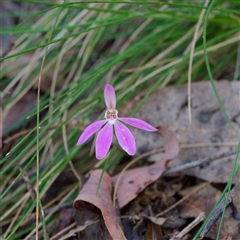 Caladenia carnea (Pink Fingers) at Cotter River, ACT - 26 Oct 2024 by regeraghty