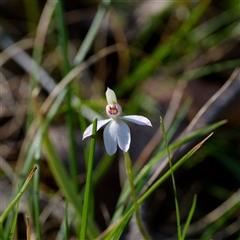 Caladenia carnea (Pink Fingers) at Cotter River, ACT - 26 Oct 2024 by regeraghty