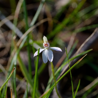 Caladenia carnea (Pink Fingers) at Cotter River, ACT - 26 Oct 2024 by regeraghty