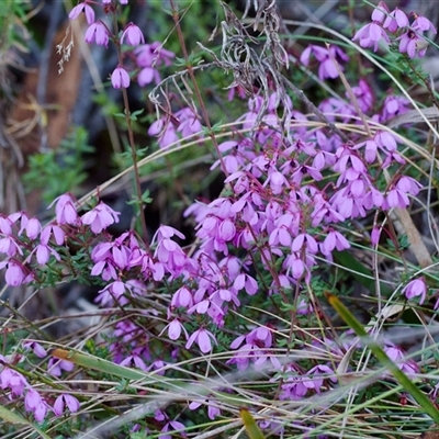 Tetratheca bauerifolia (Heath Pink-bells) at Cotter River, ACT - 26 Oct 2024 by regeraghty