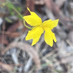 Goodenia pinnatifida (Scrambled Eggs) at Higgins, ACT - 31 Oct 2024 by Untidy