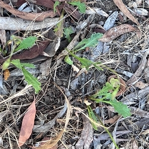 Goodenia pinnatifida at Higgins, ACT - 31 Oct 2024 05:00 PM