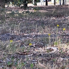 Goodenia pinnatifida at Higgins, ACT - 31 Oct 2024 05:00 PM