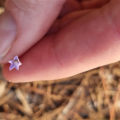 Wahlenbergia multicaulis (Tadgell's Bluebell) at Bungendore, NSW - 31 Oct 2024 by clarehoneydove