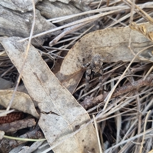 Cryptobothrus chrysophorus at Bungendore, NSW - suppressed