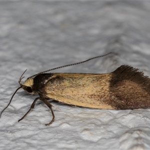 Merocroca automima at Melba, ACT - 29 Oct 2024 10:19 PM