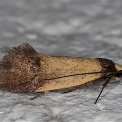 Merocroca automima at Melba, ACT - 29 Oct 2024 10:19 PM