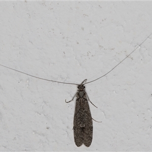 Leptoceridae sp. (family) at Melba, ACT - 29 Oct 2024