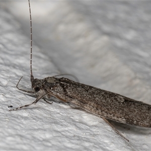 Leptoceridae sp. (family) at Melba, ACT - 29 Oct 2024 10:20 PM