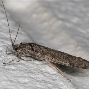 Leptoceridae sp. (family) at Melba, ACT - 29 Oct 2024