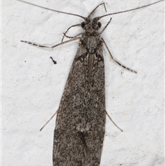 Leptoceridae sp. (family) at Melba, ACT - 29 Oct 2024 10:20 PM