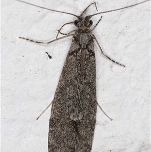 Leptoceridae sp. (family) at Melba, ACT - 29 Oct 2024