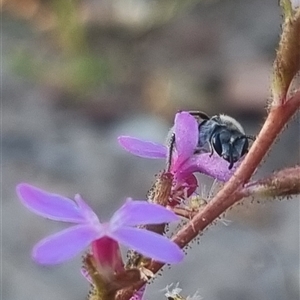 Lasioglossum (Chilalictus) sp. (genus & subgenus) at Bungendore, NSW - suppressed