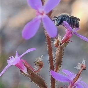 Lasioglossum (Chilalictus) sp. (genus & subgenus) at Bungendore, NSW - suppressed