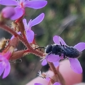 Lasioglossum (Chilalictus) sp. (genus & subgenus) at Bungendore, NSW - suppressed