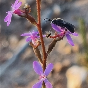 Lasioglossum (Chilalictus) sp. (genus & subgenus) at Bungendore, NSW - suppressed