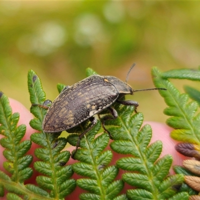 Lepispilus sp. (genus) (Yellow-spotted darkling beetle) at Palerang, NSW - 31 Oct 2024 by Csteele4