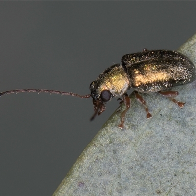 Edusella sp. (genus) (A leaf beetle) at Bruce, ACT - 29 Oct 2024 by kasiaaus